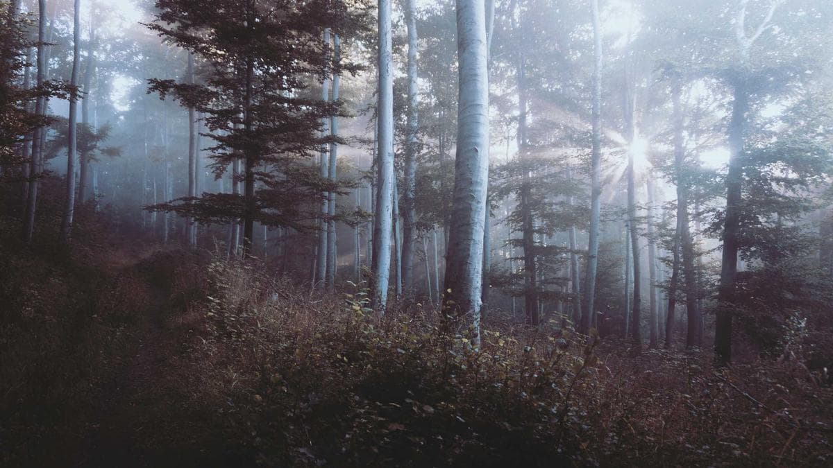 NAIMOS Arrests Three Chinese Nationals and a Ghanaian in Mpohor Illegal Mining Raid