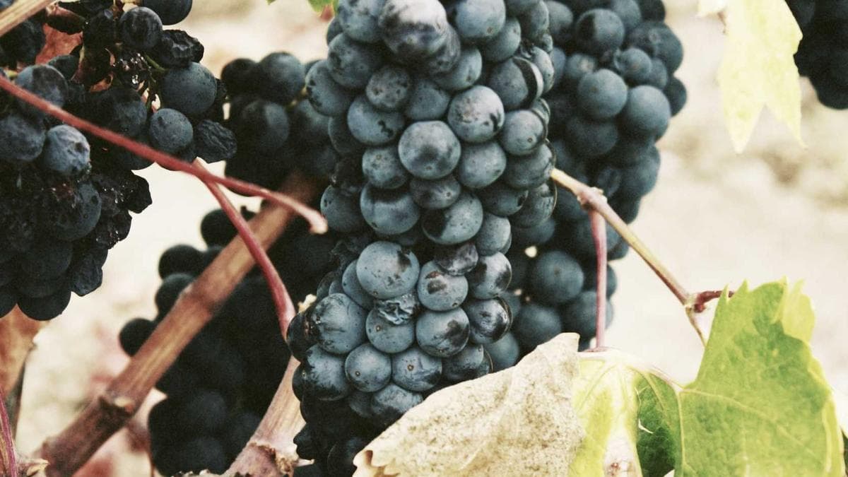 Alabaster Box Pursues GH₵15 Million Lawsuit Against Medikal Over Alleged Copyright Infringement