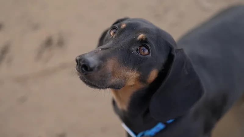 Global News Roundup: Landmark Social Media Verdict, Ancient Dog History, and Urgent Marine Rescue