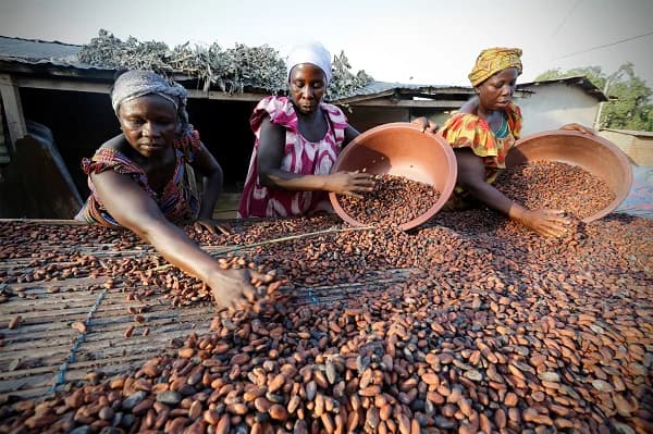 COCOBOD Releases GH¢2.6 Billion to Pay Cocoa Farmers and Clear Arrears for 2025/26 Season