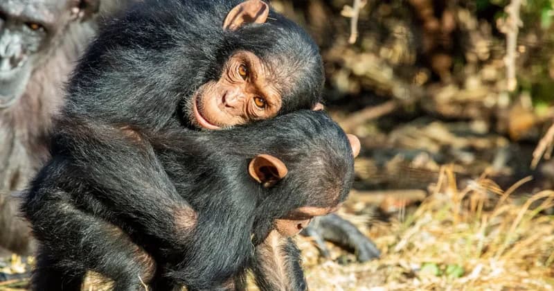 Durham University Study Reveals Great Apes Use Kissing and Cuddling to Manage Stress and Foster Group Trust
