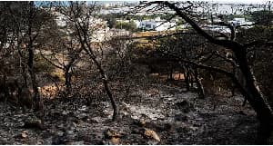 Massive Wildfires Ravage Tunisia and Southern Europe Amid Catastrophic Heatwave