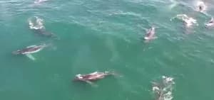 Humpback Whale 'Supergroups' Surge Off South African Coast Decades After Whaling Ban