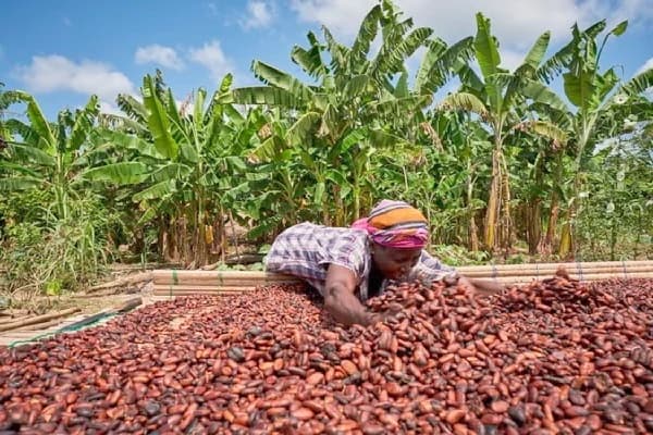 cocoa