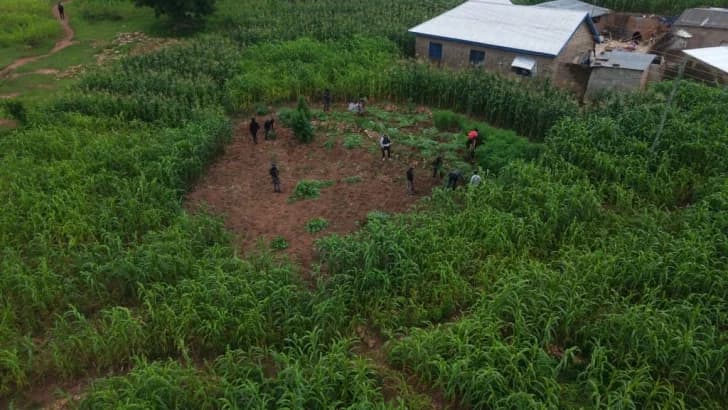 Nabdam: Police arrest 14 for cultivating and distributing 'wee' at at Daliga