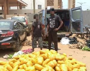 Tema Regional Police Seize 692 Parcels of Suspected Indian Hemp at Dawhenya