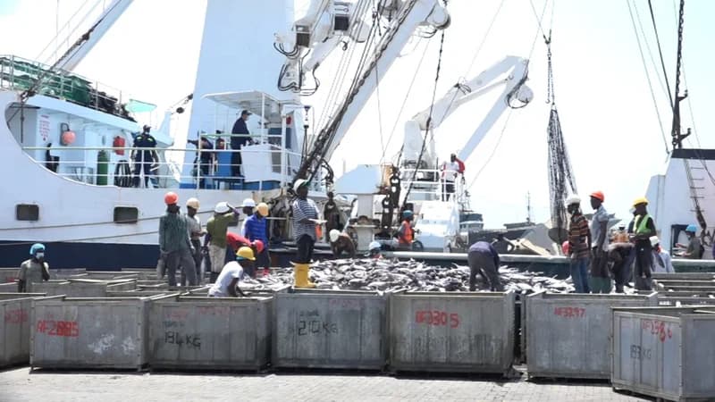Ghana’s Tuna Industry Crisis: Hook-and-Line Fleet Collapses Amid Rising Costs and Resource Restrictions