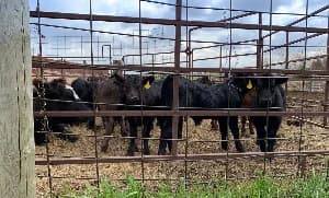 EU Suspends Namibian Beef Imports Following First Foot-and-Mouth Disease Outbreak in 60 Years