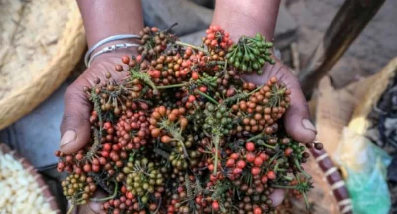 Voatsiperifery pepper survival threatened by Madagascar deforestation